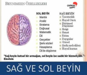 BEYNİNİZİN HANGİ YANINI DAHA ÇOK KULLANIYORSUNUZ (TEST)